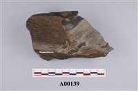 藏品(植物化石)的圖片